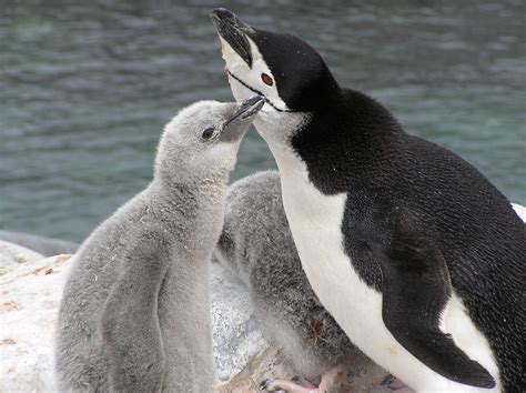 Penguins Barometers Of Climate Change Ice Stories Dispatches From