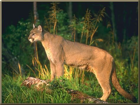 Cougar Animal Wildlife