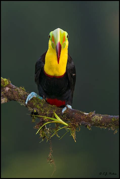 Keel Billed Toucan Page