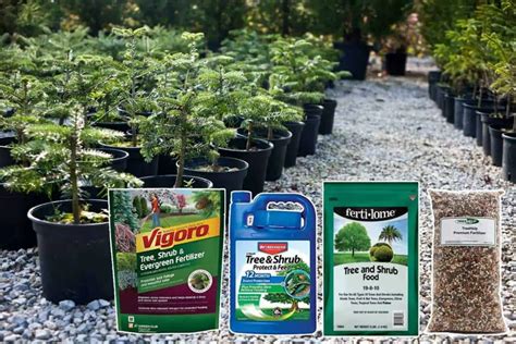 Best Fertilizer For Trees And Shrubs Gardener Corner