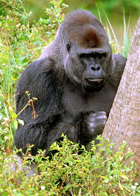 Western Lowland Gorilla 5 Photograph By Millard H Sharp Pixels