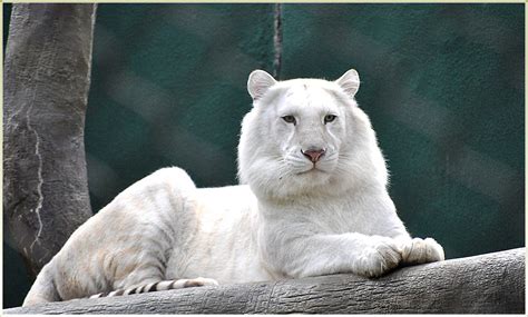 Rare White Tiger Heres Some Interesting Information About Flickr