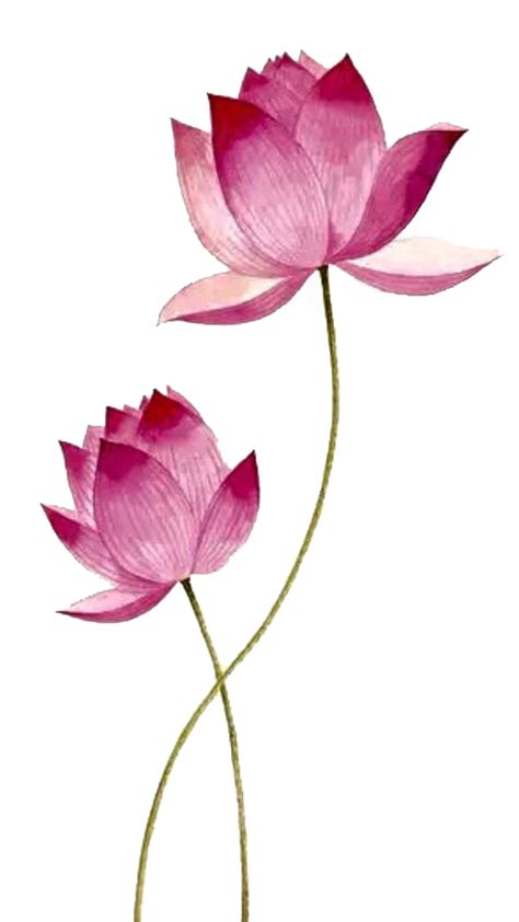 Lotus Flower PNG Images