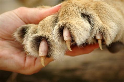 Claws Of Lion A Caucasian White Human Hand Holding A Lion Paw Showing