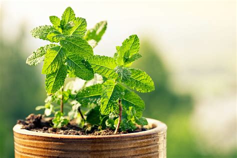 14 Medicinal Herbs You Can Grow | Reader's Digest