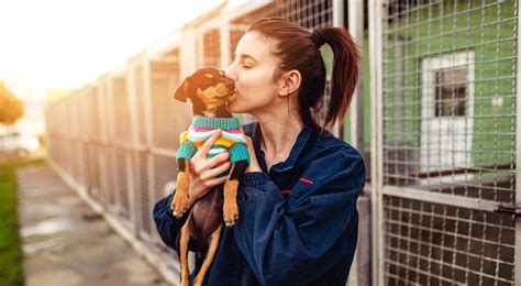 6 Animal Shelter Facts Thatll Make You Want To Adopt Bechewy