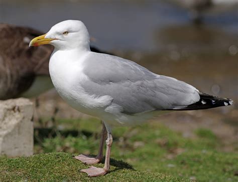 Gull Roosts The Wildlife Trusts