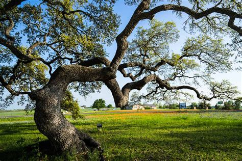 North Texas Oak Trees Pelajaran