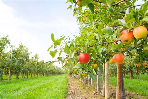 Take Your Pick The Best Apple Orchards Around William Pitt Sothebys