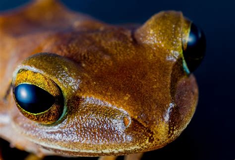 Free Images Wildlife Amphibian Fauna Tree Frog Close Up