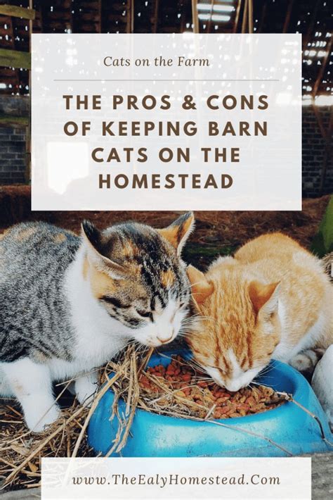 The Pros And Cons Of Keeping Barn Cats On The Homestead The Ealy