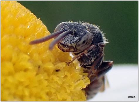 Hymenoptera Nomada Flavoguttata