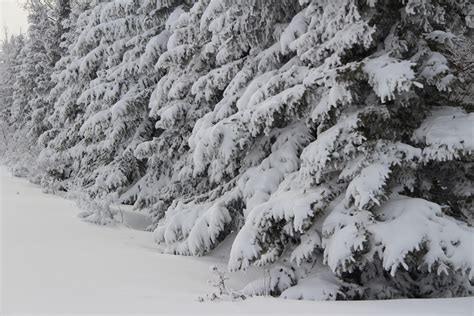 Snowy Trees Free Stock Photo Public Domain Pictures