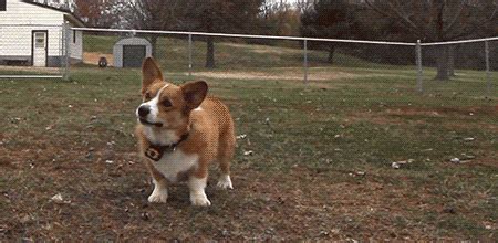 Enjoy it and don't forget to share with your friends!! National Puppy Day | The Zone @ 91-3