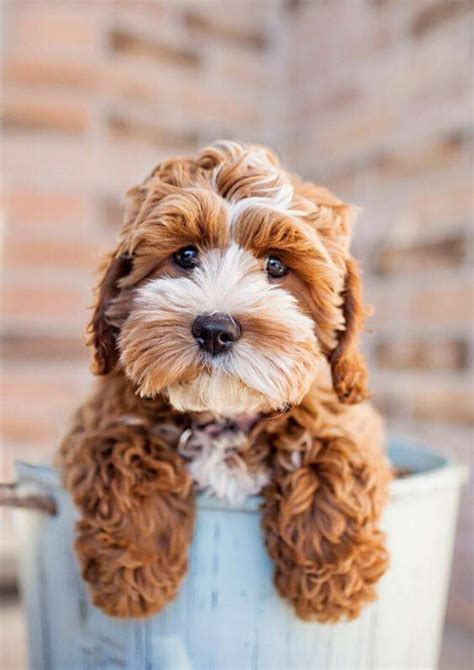 Top 30 Cutest Dog Breeds In The World That Will Make Your Heart Melt