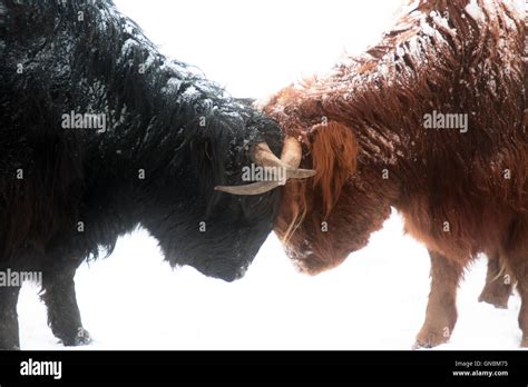 Scottish Highland Cows Fighting In Snow Stock Photo Alamy
