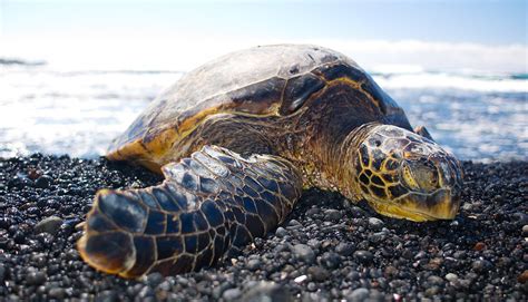 Characters / teenage mutant ninja turtles. Warming seas may stop turtles from tanning - Futurity