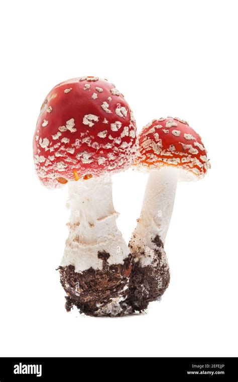Fly Agaric Amanita Muscaria Two Young Mushrooms Stock Photo Alamy
