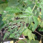 Read Answer To A Question About Raspberry Plant Diseases Gardening Know How Questions Answers
