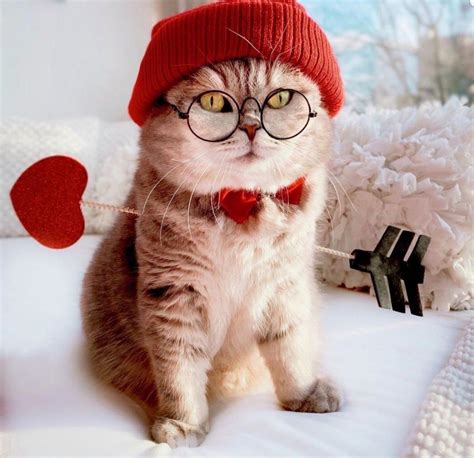 Cute Cat Wearing Red Clothes Do You Love Cute Cats In 2020 Cute