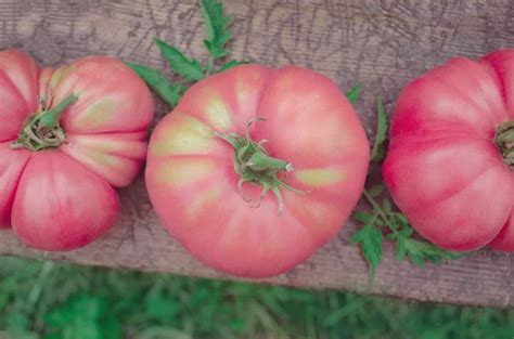 The Hendersons Pink Ponderosa Tomato Minneopa Orchards