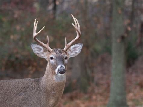 17 Different Types Of Deer Complete List And Guide Northern Nester