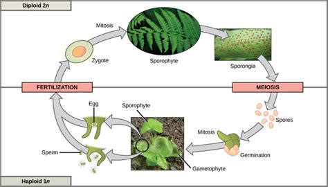 116 Sexual Reproduction Life Cycles Of Sexually Reproducing Organisms Biology Libretexts
