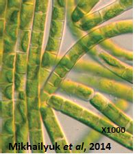 Animal cells only have the cell membrane. Plant-Like Protists: Characteristics & Reproduction ...