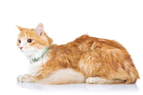 Side View Of An Orange Cat Laying Down Stock Photo Image Of Whiskas