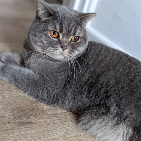 You Know British Shorthair Cat Breed Price In Whole Region