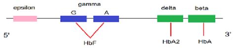 Beta Globin Gene Cluster On Chromosome 11 Showing All Five Beta Globin