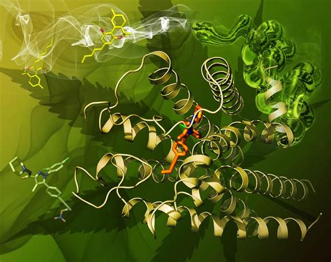 Structure Of Primary Cannabinoid Receptor Is Revealed The Science