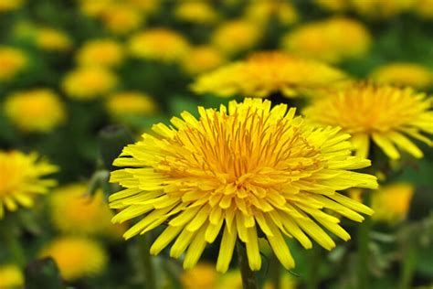 Having yellow flowers in the garden always brings brightness in the area and exudes excitement, liveness and joy. Yellow Flowers Meaning - Flower Meaning