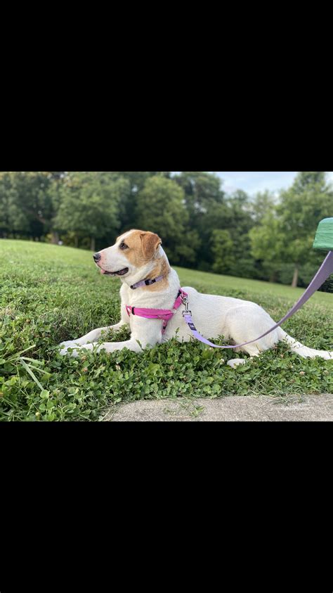 Sharonville convention center 11355 chester road cincinnati, oh 45246. Dog adoption in Cincinnati, OH 45209: Mixed breed Dog "Molly"