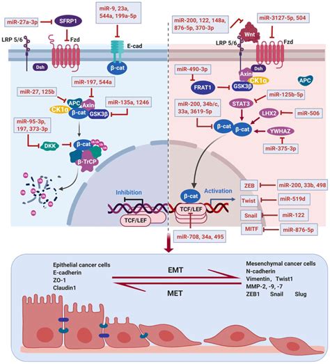 Micrornas Target The Wntβ‑catenin Signaling Pathway To Regulate