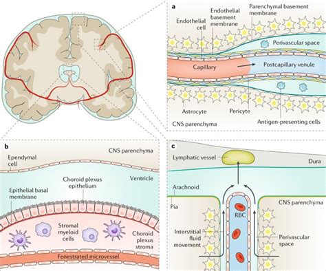 Nature Reviews Disease Primers On Twitter The Central Nervous System