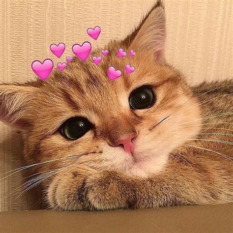 Top 100 Meme ảnh Mèo Cute Vô Cùng Hài Hước Và Dễ Thương