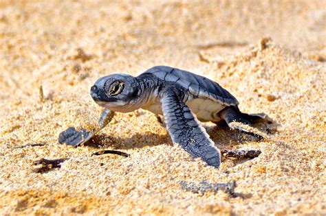Galapagos Green Sea Turtles Facts About Hatching Season