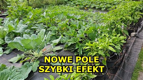 Nowe Pole Szybki Efekt Cukinia Papryka Pomidor Arbuz Bakłażan