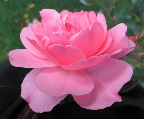 Bonica® Shrub Rose Bush 4 Pot Worlds Favorite Rose