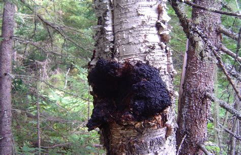 If you prepared your chaga mushroom powder yourself, this is likely the. Maine Gardener: Take 2 cloves of garlic, drink marigold ...