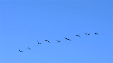 Geese Flying In A Row Image Free Stock Photo Public Domain Photo