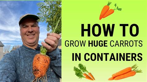 How To Grow Huge Carrots In Containers Youtube