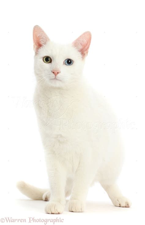 White Cat With Different Coloured Eyes Photo Wp49814