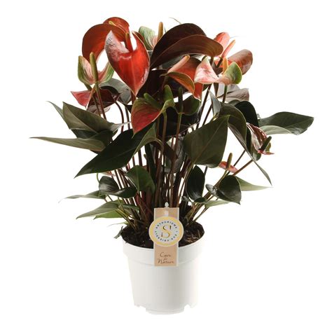Avoid overwatering (anthurium roots are susceptible to rot!). Assortiment | Stolk Brothers