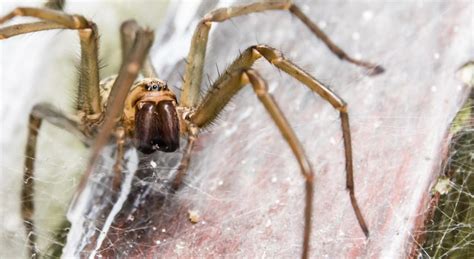 scientists create zombie spider necrobots