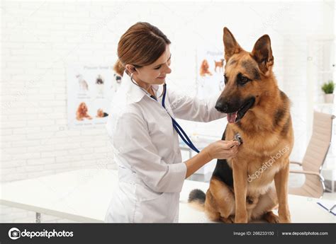 Professional Veterinarian Examining German Shepherd Dog In Clinic Stock