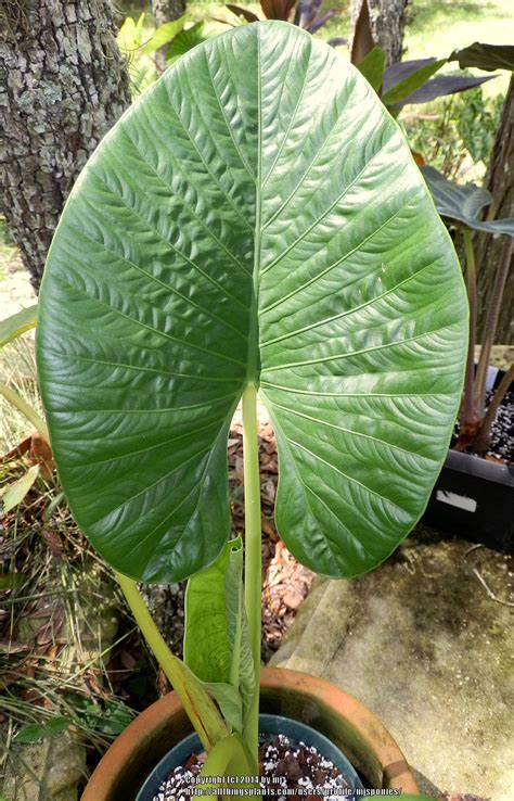 Photo Of The Leaves Of Upright Elephant Ear Alocasia Alba Posted By