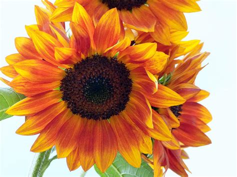Sunny Sunflower Photograph By Lou Sisneros Fine Art America