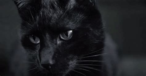 Black Cat Folklore And Superstitions Explained